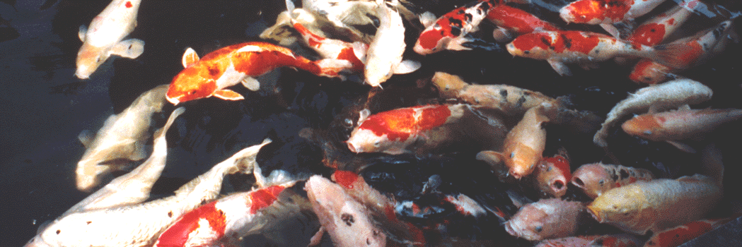 Fishies